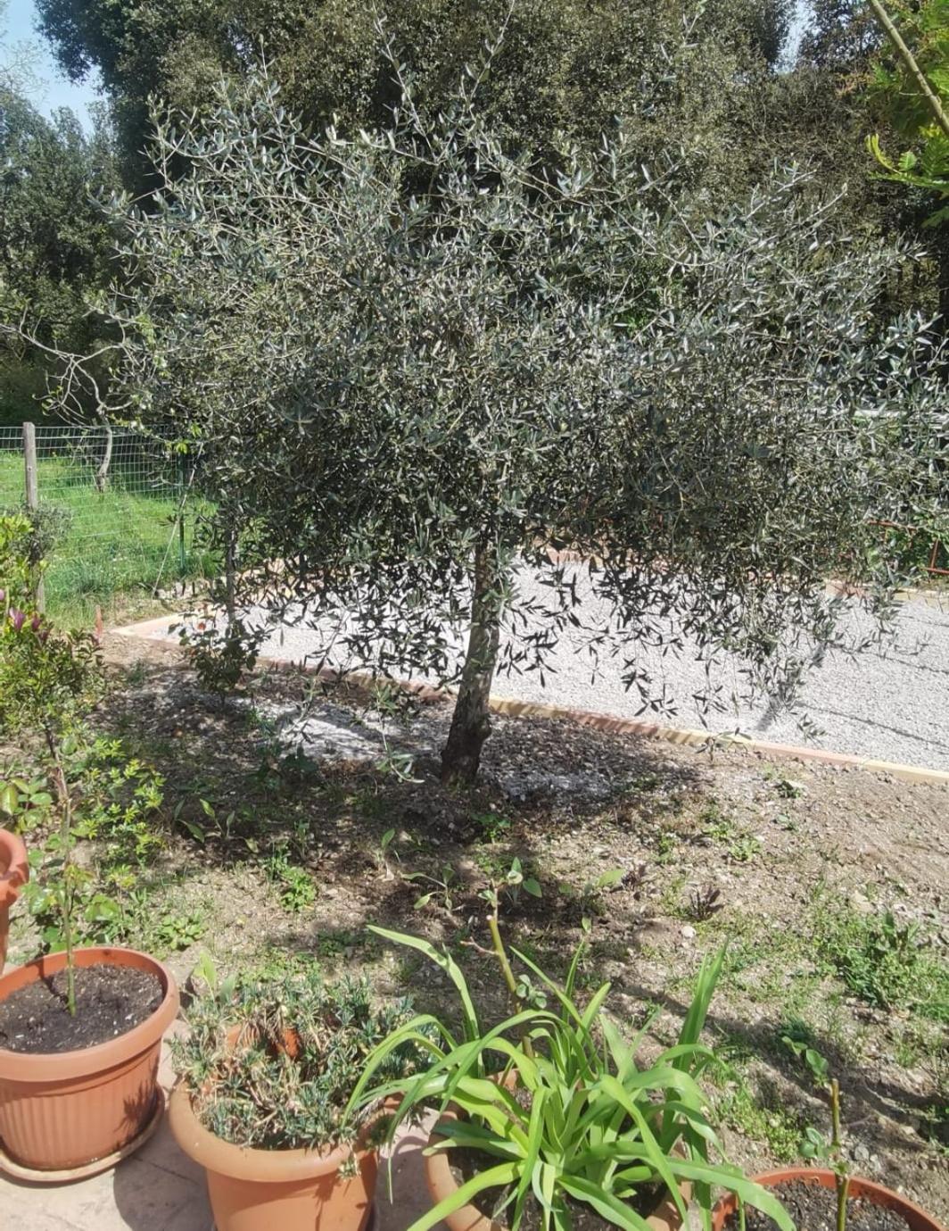 Hotel Edelweiss Laino Borgo Kültér fotó